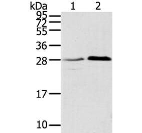 TMED1 Antibody from Signalway Antibody (40154) - Antibodies.com