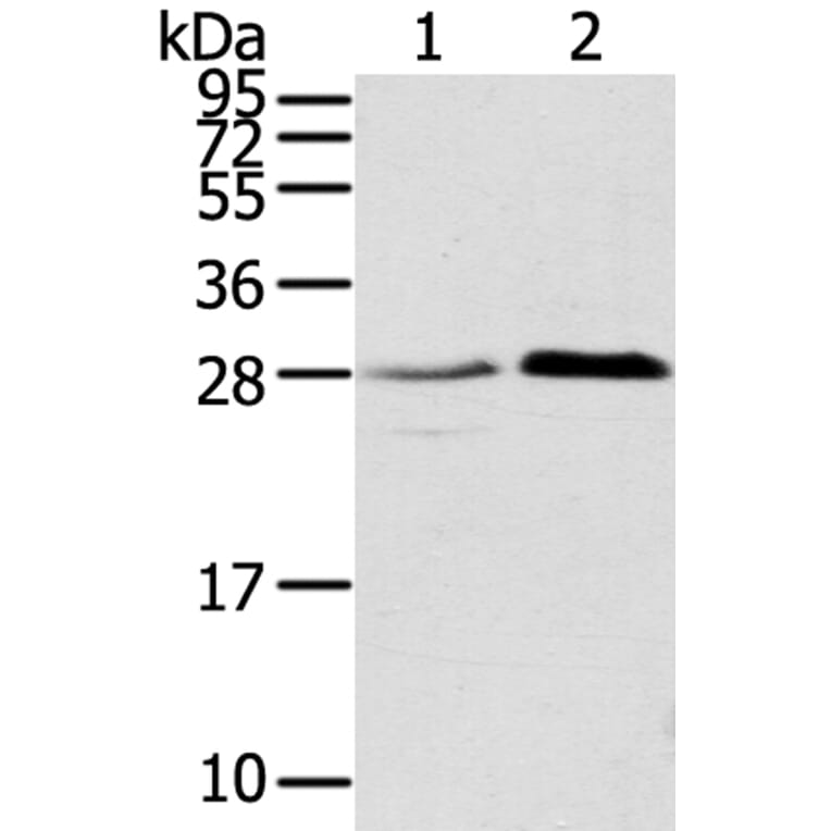 TMED1 Antibody from Signalway Antibody (40154) - Antibodies.com