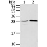 TMED1 Antibody from Signalway Antibody (40154) - Antibodies.com