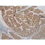 Immunohistochemistry - TMED1 Antibody from Signalway Antibody (40154) - Antibodies.com