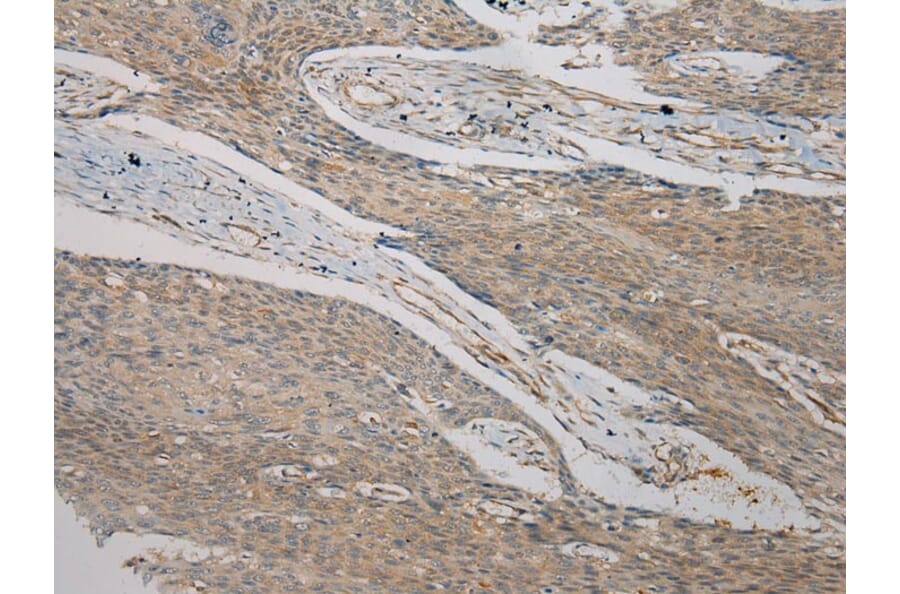Immunohistochemistry - TMED1 Antibody from Signalway Antibody (40154) - Antibodies.com