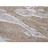 Immunohistochemistry - TMED1 Antibody from Signalway Antibody (40154) - Antibodies.com