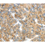 Immunohistochemistry - TMED4 Antibody from Signalway Antibody (40156) - Antibodies.com