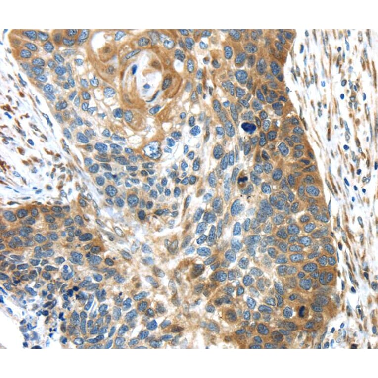Immunohistochemistry - TMED4 Antibody from Signalway Antibody (40156) - Antibodies.com
