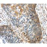 Immunohistochemistry - TMED4 Antibody from Signalway Antibody (40156) - Antibodies.com