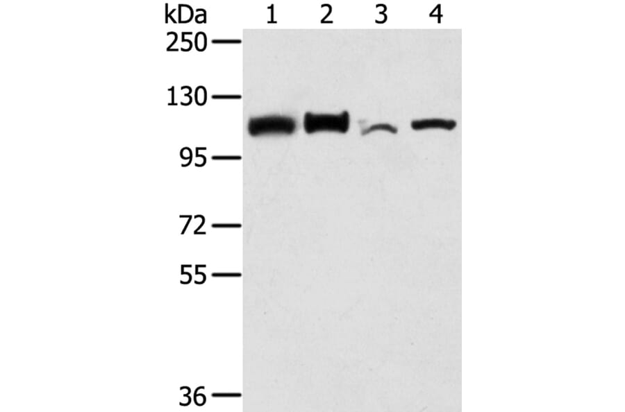 LONP1 Antibody from Signalway Antibody (40199) - Antibodies.com