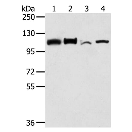 LONP1 Antibody from Signalway Antibody (40199) - Antibodies.com