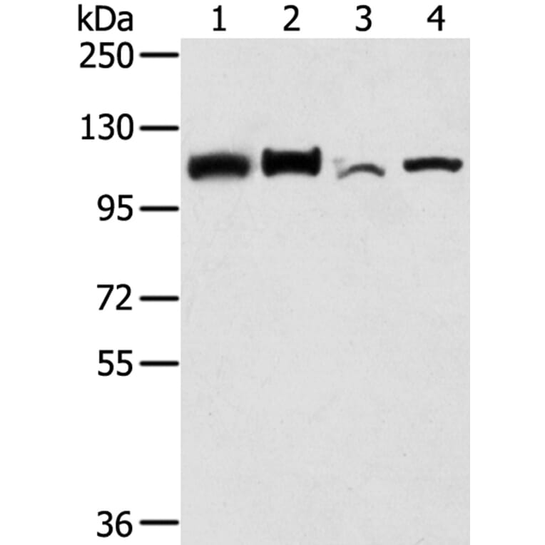 LONP1 Antibody from Signalway Antibody (40199) - Antibodies.com
