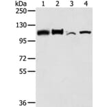 LONP1 Antibody from Signalway Antibody (40199) - Antibodies.com