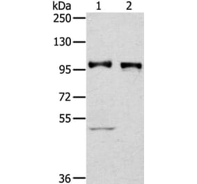 PROX1 Antibody from Signalway Antibody (40209) - Antibodies.com