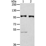 PROX1 Antibody from Signalway Antibody (40209) - Antibodies.com