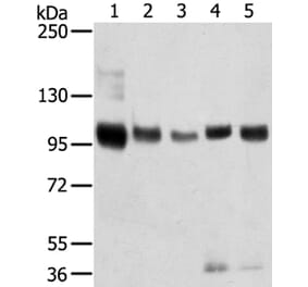 SORT1 Antibody from Signalway Antibody (40218) - Antibodies.com