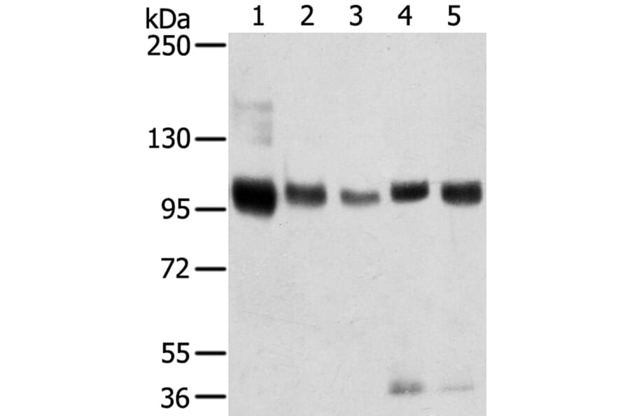 SORT1 Antibody from Signalway Antibody (40218) - Antibodies.com
