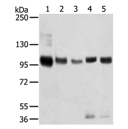 SORT1 Antibody from Signalway Antibody (40218) - Antibodies.com