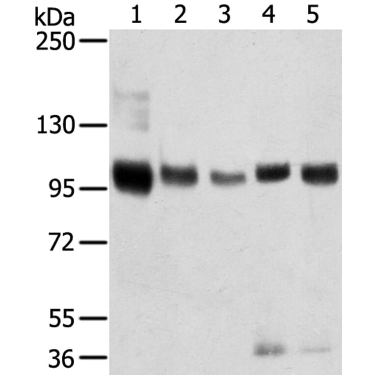 SORT1 Antibody from Signalway Antibody (40218) - Antibodies.com