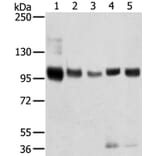 SORT1 Antibody from Signalway Antibody (40218) - Antibodies.com