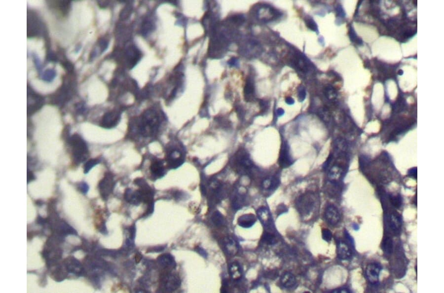 Immunohistochemistry - ABCC9 Antibody from Signalway Antibody (40229) - Antibodies.com