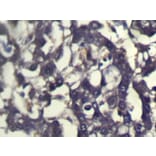 Immunohistochemistry - ABCC9 Antibody from Signalway Antibody (40229) - Antibodies.com