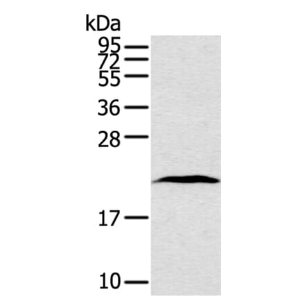 TAF10 Antibody from Signalway Antibody (40234) - Antibodies.com