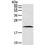 TAF10 Antibody from Signalway Antibody (40234) - Antibodies.com