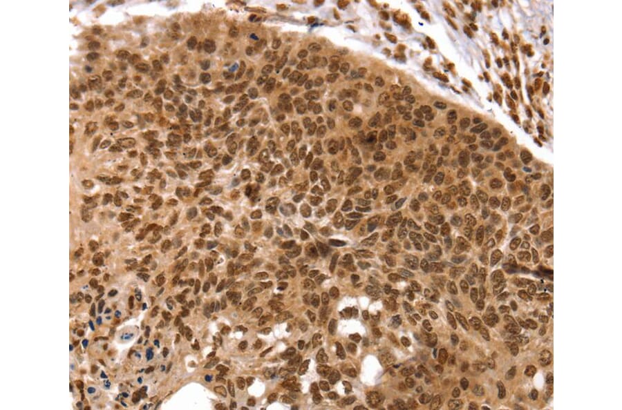 Immunohistochemistry - TAF10 Antibody from Signalway Antibody (40234) - Antibodies.com