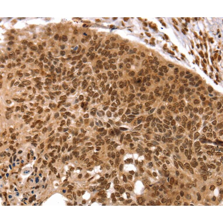 Immunohistochemistry - TAF10 Antibody from Signalway Antibody (40234) - Antibodies.com