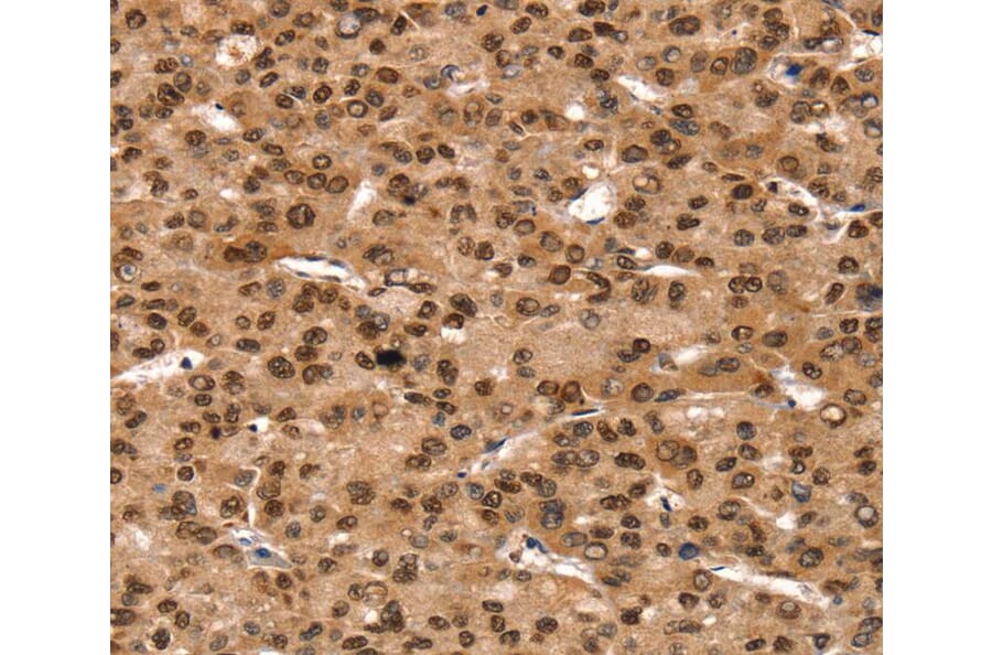 Immunohistochemistry - TAF10 Antibody from Signalway Antibody (40234) - Antibodies.com
