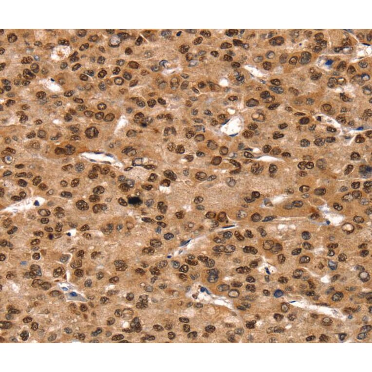 Immunohistochemistry - TAF10 Antibody from Signalway Antibody (40234) - Antibodies.com