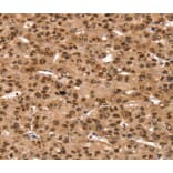 Immunohistochemistry - TAF10 Antibody from Signalway Antibody (40234) - Antibodies.com