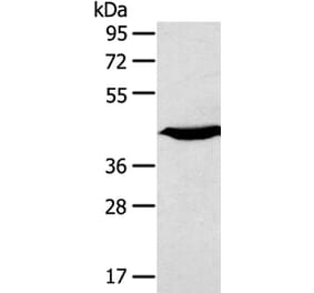 KCNK3 Antibody from Signalway Antibody (40236) - Antibodies.com