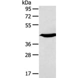 KCNK3 Antibody from Signalway Antibody (40236) - Antibodies.com