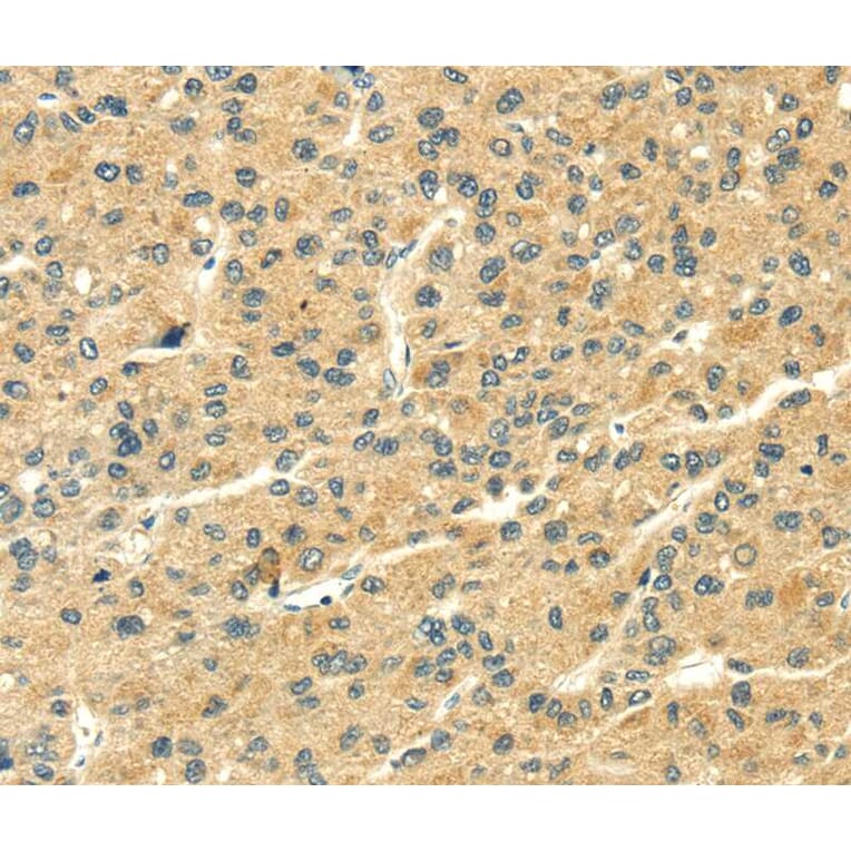 Immunohistochemistry - THAP3 Antibody from Signalway Antibody (40242) - Antibodies.com