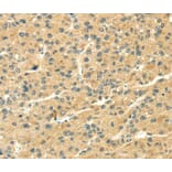 Immunohistochemistry - THAP3 Antibody from Signalway Antibody (40242) - Antibodies.com