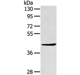TNIP2 Antibody from Signalway Antibody (40257) - Antibodies.com