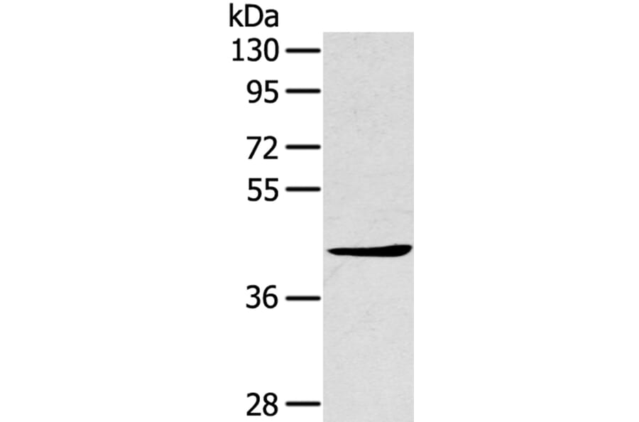 TNIP2 Antibody from Signalway Antibody (40257) - Antibodies.com