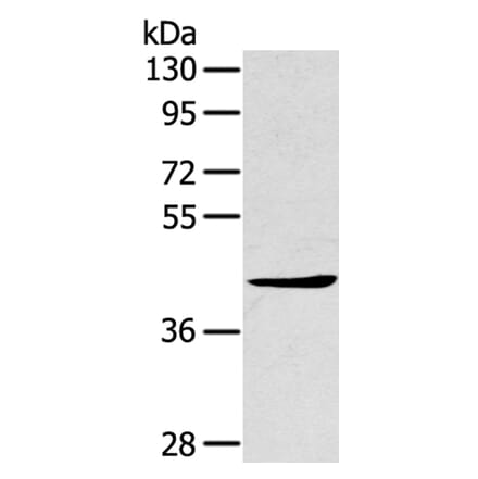 TNIP2 Antibody from Signalway Antibody (40257) - Antibodies.com