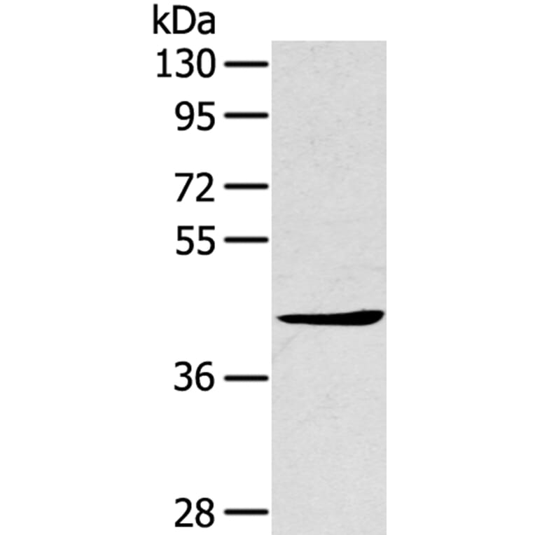 TNIP2 Antibody from Signalway Antibody (40257) - Antibodies.com