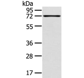 TNIP1 Antibody from Signalway Antibody (40258) - Antibodies.com