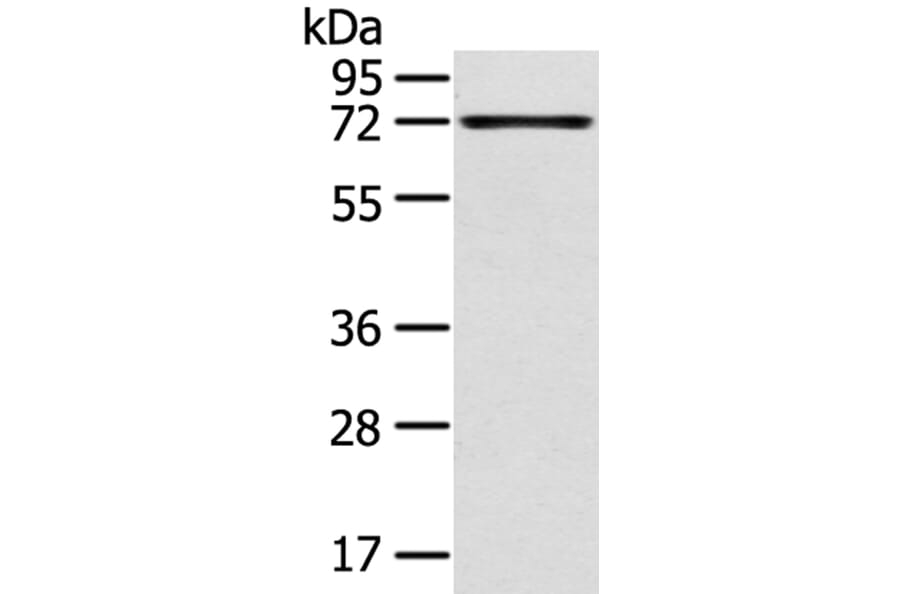 TNIP1 Antibody from Signalway Antibody (40258) - Antibodies.com