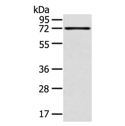 TNIP1 Antibody from Signalway Antibody (40258) - Antibodies.com