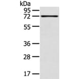 TNIP1 Antibody from Signalway Antibody (40258) - Antibodies.com