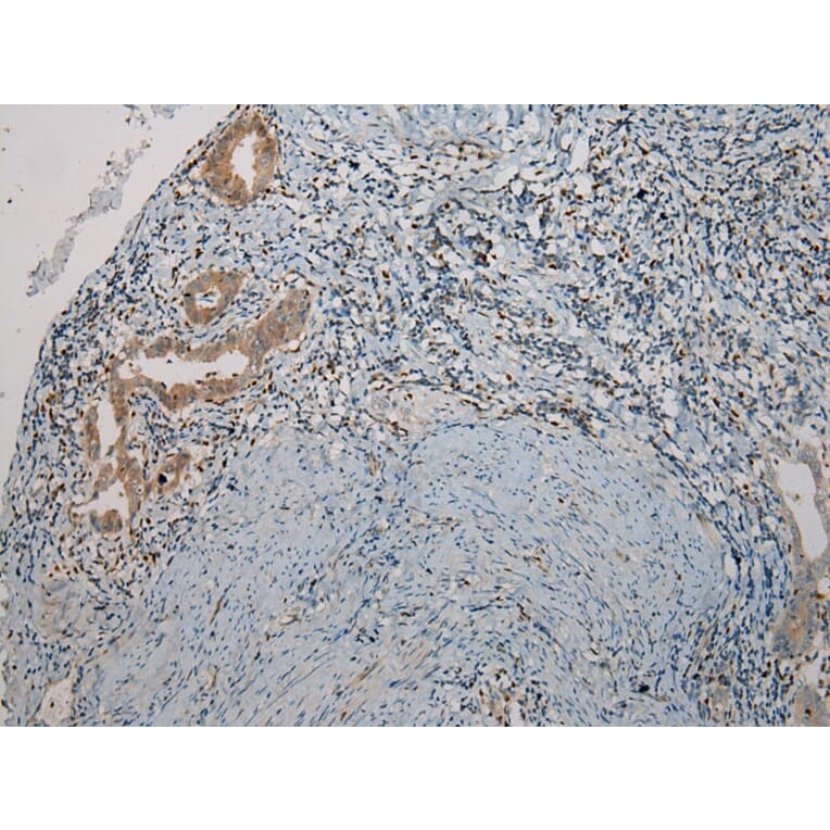 Immunohistochemistry - TNIP1 Antibody from Signalway Antibody (40258) - Antibodies.com