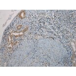 Immunohistochemistry - TNIP1 Antibody from Signalway Antibody (40258) - Antibodies.com