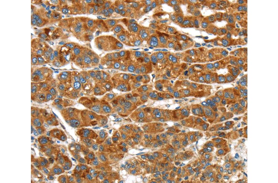 Immunohistochemistry - ERP44 Antibody from Signalway Antibody (40273) - Antibodies.com