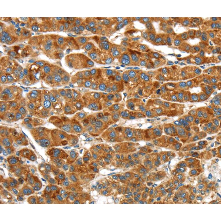 Immunohistochemistry - ERP44 Antibody from Signalway Antibody (40273) - Antibodies.com