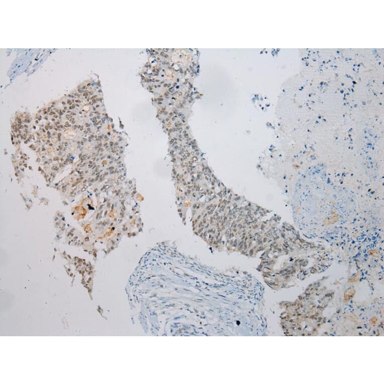 Immunohistochemistry - UTS2B Antibody from Signalway Antibody (40287) - Antibodies.com