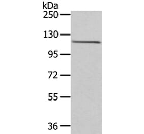 WDR36 Antibody from Signalway Antibody (40299) - Antibodies.com