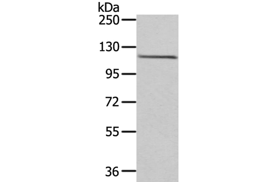 WDR36 Antibody from Signalway Antibody (40299) - Antibodies.com