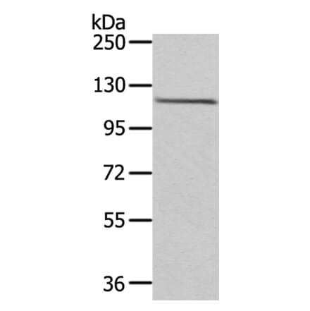 WDR36 Antibody from Signalway Antibody (40299) - Antibodies.com