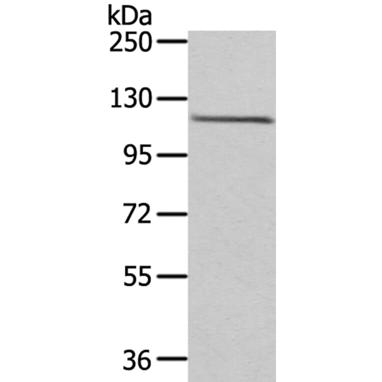 WDR36 Antibody from Signalway Antibody (40299) - Antibodies.com